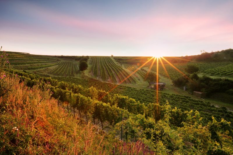 Le vignoble de Moravie sous le soleil