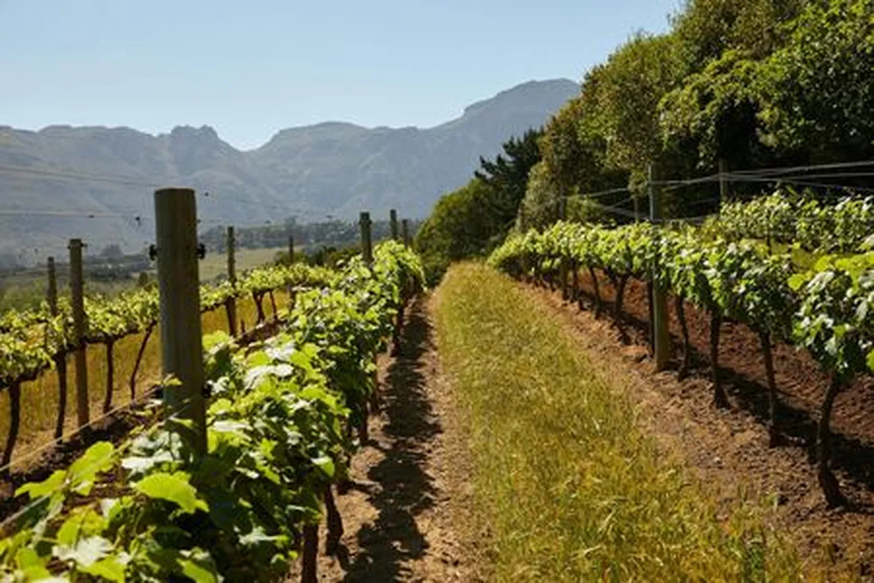 Vignes